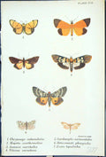 Old Chrysauge Mapeta Semnia Vitessa Cardanmyla Butterflies 1896 Lloyd Victorian