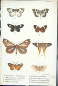 Old Mesoleuca Rhumaptera Hedyle Eratina Achrosis Butterflies 1896 Llo Victorian