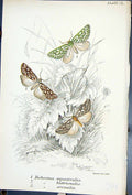 Antique Print Dichroma Equestralis Hastrionals Butterflies 1896 Lloyd Kirby