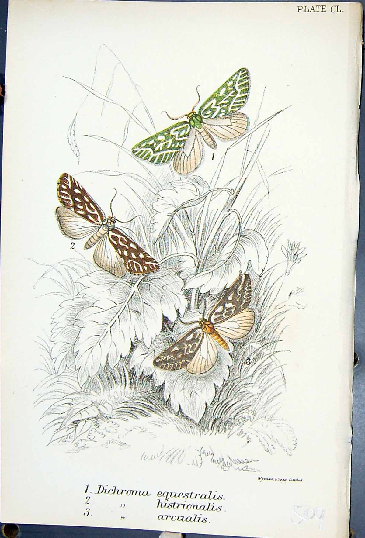 Antique Print Dichroma Equestralis Hastrionals Butterflies 1896 Lloyd Kirby