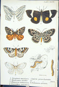 Old Acropteris Epidesmia Rhyparia Spilote Panaethia Butterflies 1896 Victorian