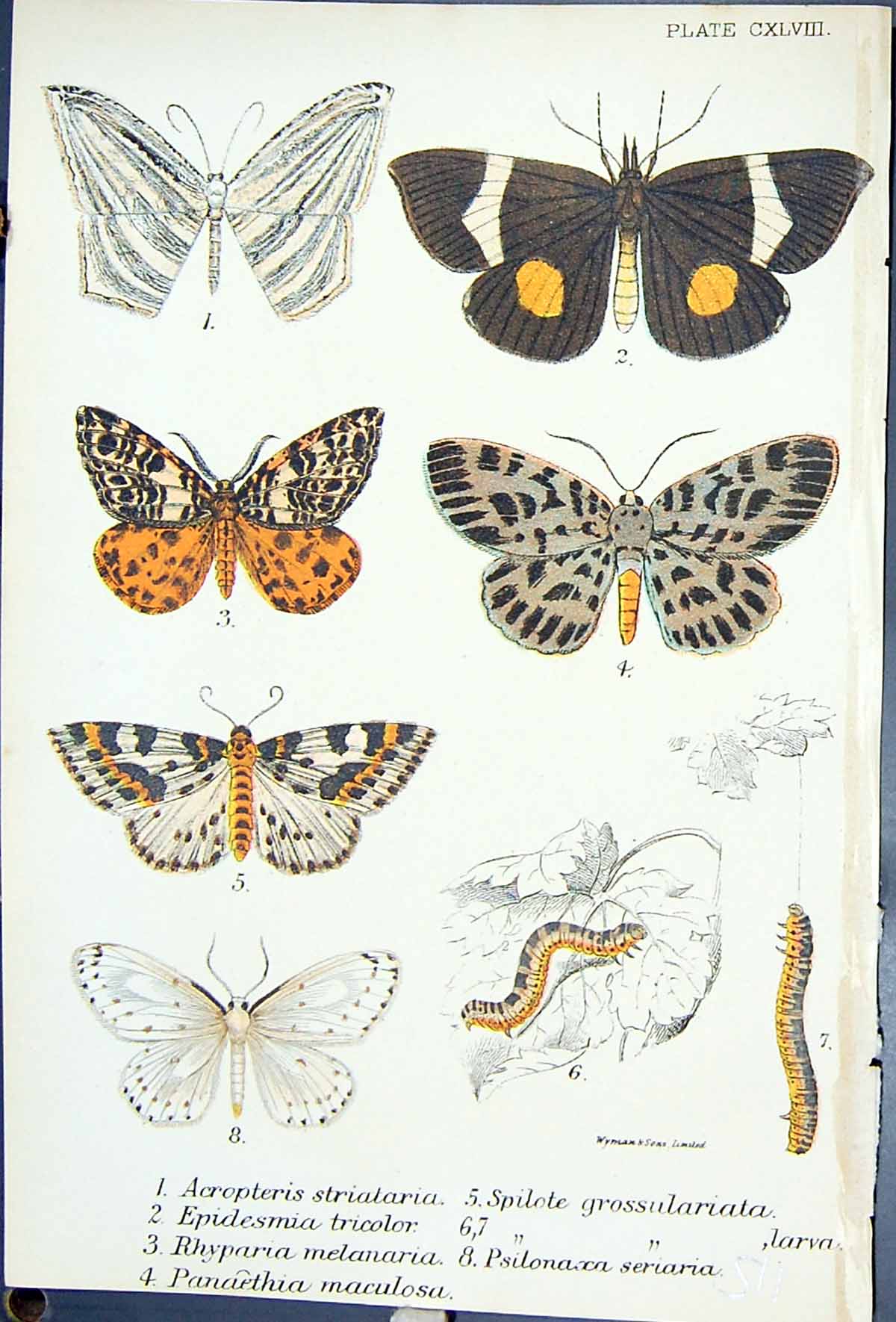 Old Acropteris Epidesmia Rhyparia Spilote Panaethia Butterflies 1896 Victorian