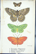 Old Paranscotia Bronchelia Terpne Eumalea Butterflies 1896 Lloyd Kirb Victorian