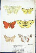 Old Lars Opisthograptis Angerona Pingasa Occultaria Butterflies 1896 Victorian