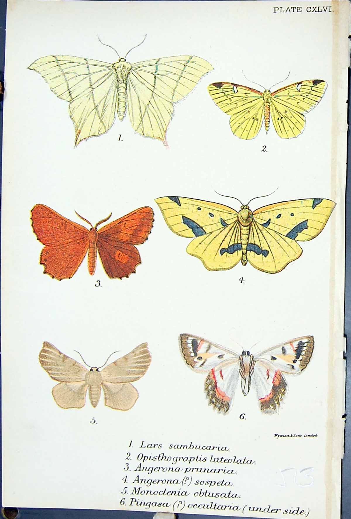 Old Lars Opisthograptis Angerona Pingasa Occultaria Butterflies 1896 Victorian