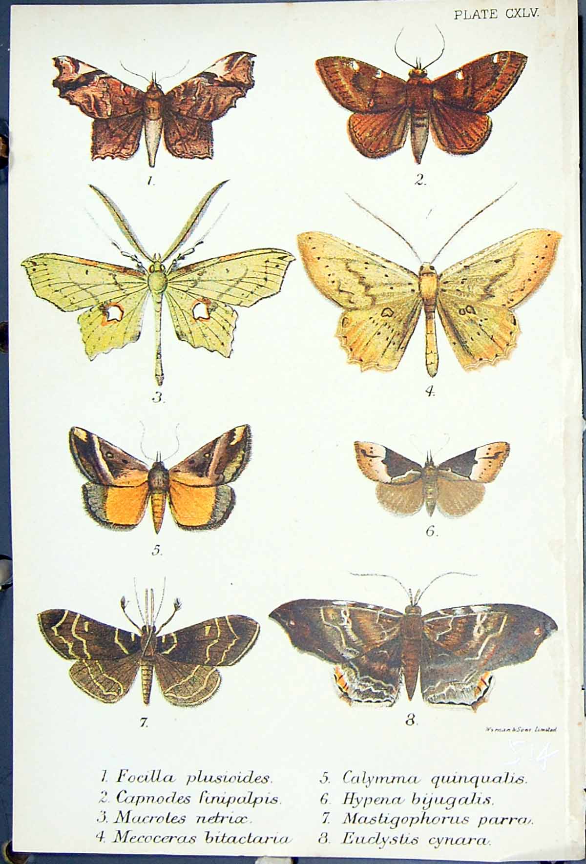 Old Focilla Capnodes Macrotes Calymma Hypean Euclystis Butterflies 18 Victorian