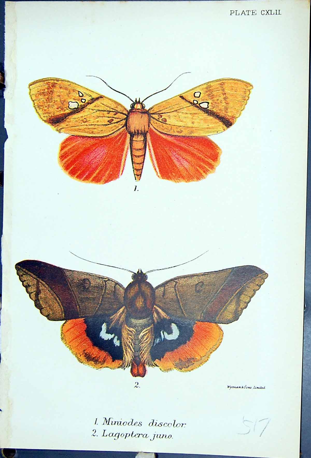 Antique Print Miniodes Discolor Lagoptera Juno Butterflies 1896 Lloyd Kirby