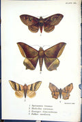 Old Spiramia Recessa Hulodes Remigia Zethes Recessa Butterflies 1896 Victorian