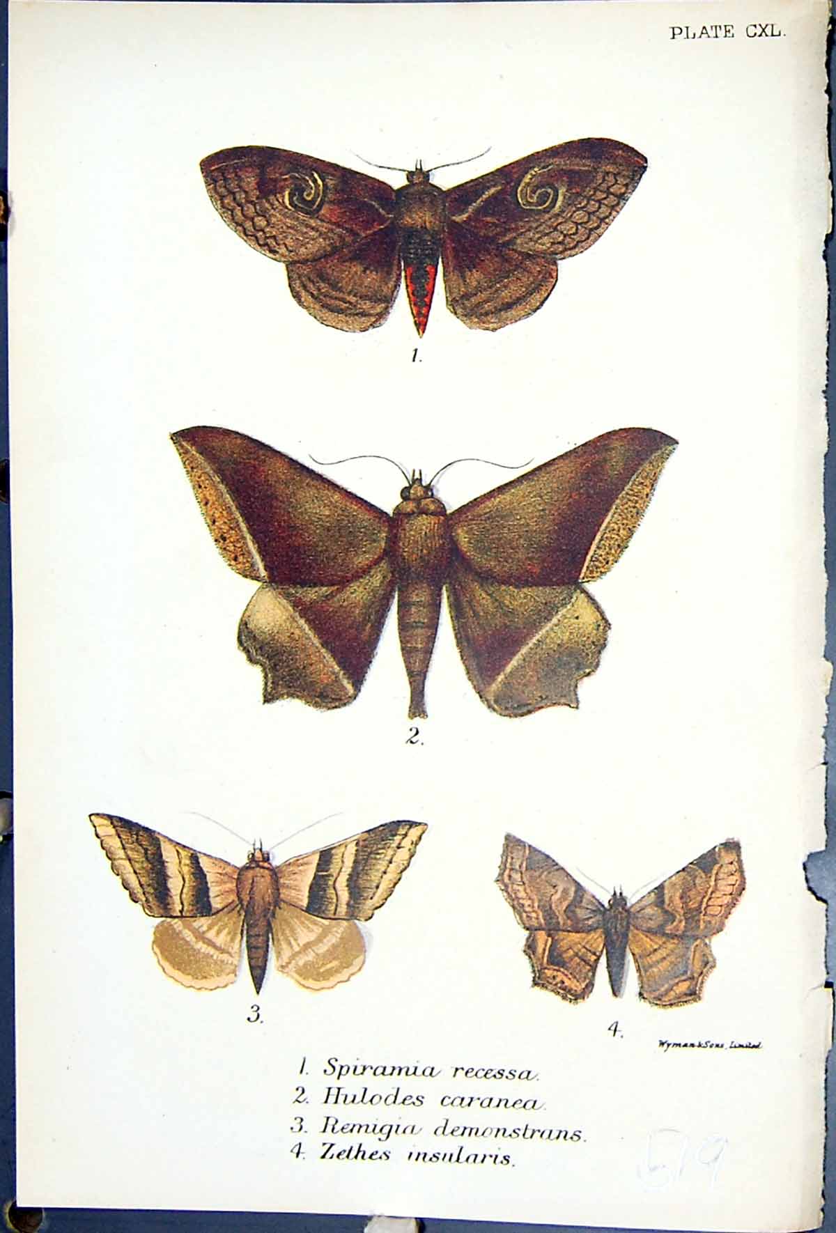 Old Spiramia Recessa Hulodes Remigia Zethes Recessa Butterflies 1896 Victorian