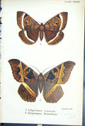 Antique Old Print Cyligramma Genimans Disturbans Butterflies 1896 Lloyd Kirby