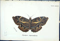 Antique Old Print Butterflies 1896 Lloyd Kirby Nyctipao Crepuscularis Colour