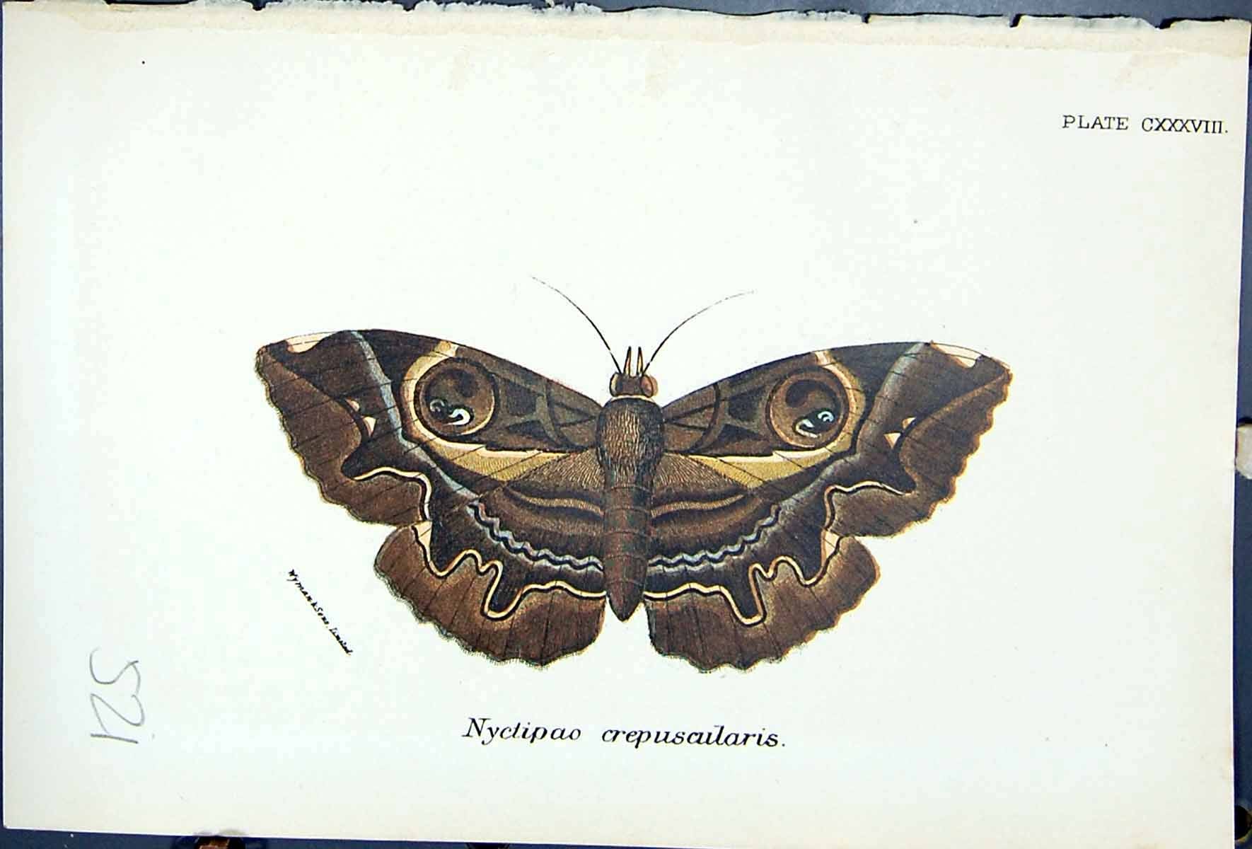 Antique Old Print Butterflies 1896 Lloyd Kirby Nyctipao Crepuscularis Colour