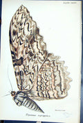 Old Antique Print Thysania Agrippina Butterflies 1896 Lloyd Kirby Colour 19th