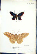 Antique Old Print Peosina Leontia Letis Magna Butterflies 1896 Lloyd Kirby 19th