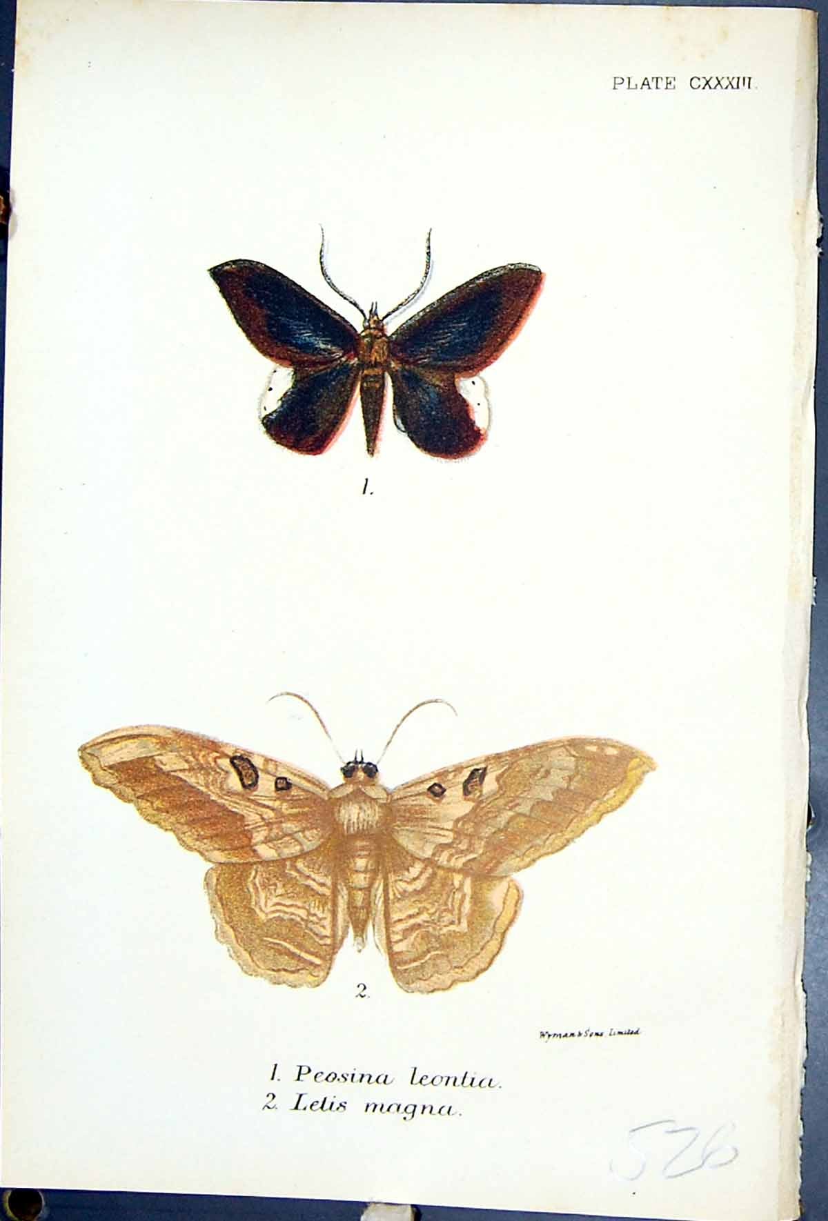 Antique Old Print Peosina Leontia Letis Magna Butterflies 1896 Lloyd Kirby 19th