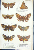 Old Scolioperyx Pantydia Nephelina Anthocitta Aedia Butterflies 1896 Victorian