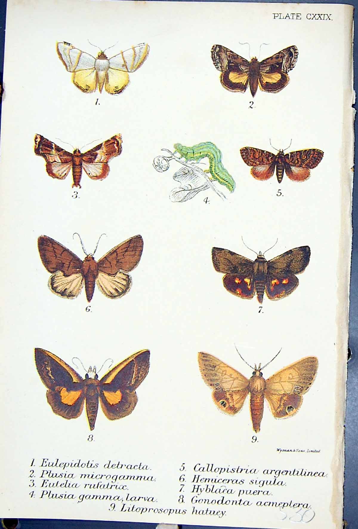 Old Eulepidotis Callopistria Hyblaca Plusia Gamma Butterflies 1896 Ll Victorian