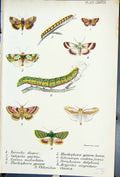 Old Tarache Galgula Canna Rhodophora Calocampa Butterflies 1896 Lloyd Victorian