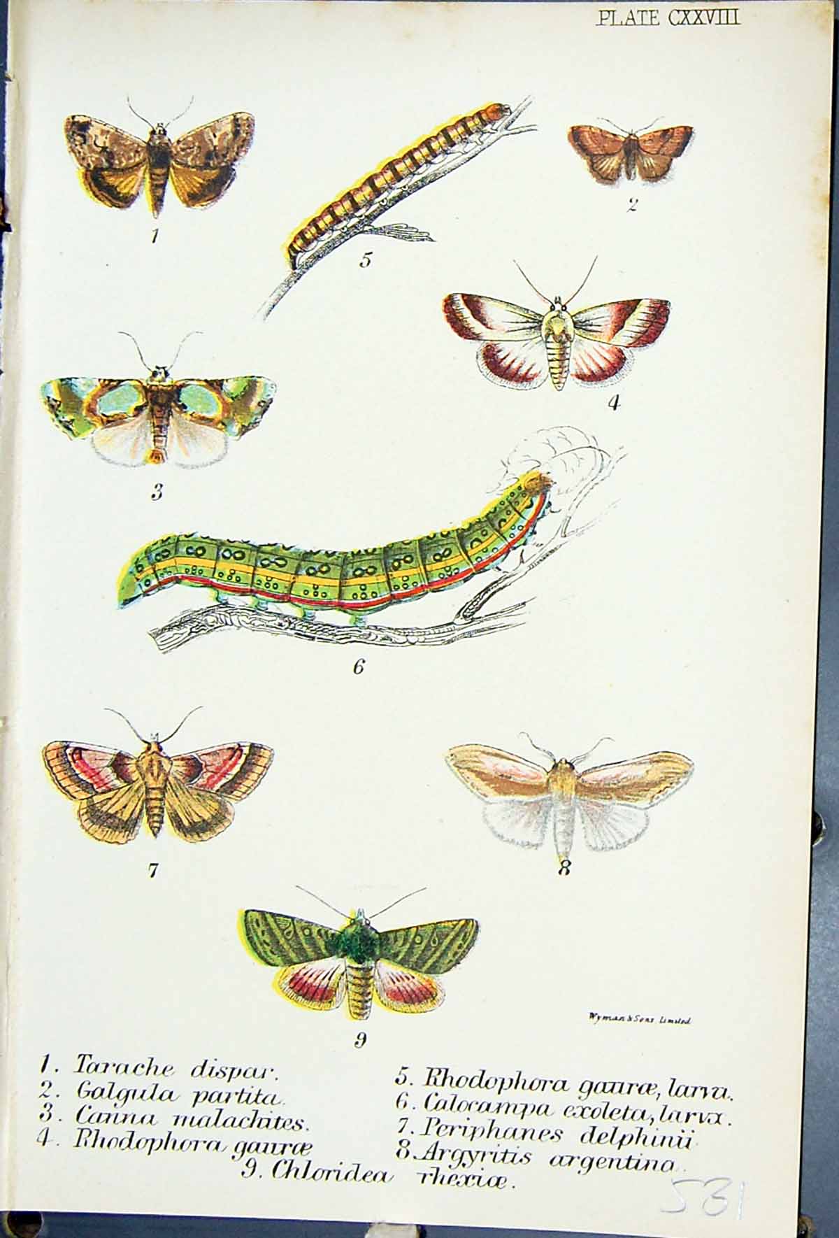 Old Tarache Galgula Canna Rhodophora Calocampa Butterflies 1896 Lloyd Victorian