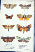 Old Habrosyne Thyatira Ramadasa Gortyna Agrotis Butterflies 1896 Lloy Victorian