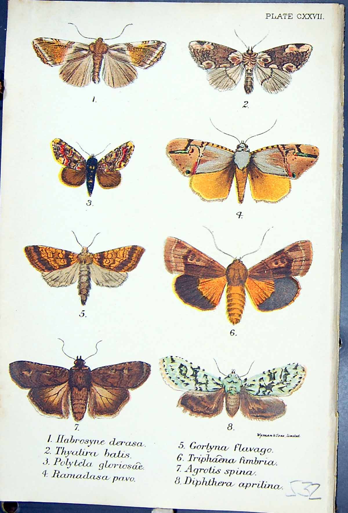 Old Habrosyne Thyatira Ramadasa Gortyna Agrotis Butterflies 1896 Lloy Victorian
