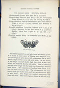 Antique Print Marbled Green Bryophila Muralis Butterflies 1896 Lloyd Kirby 19th