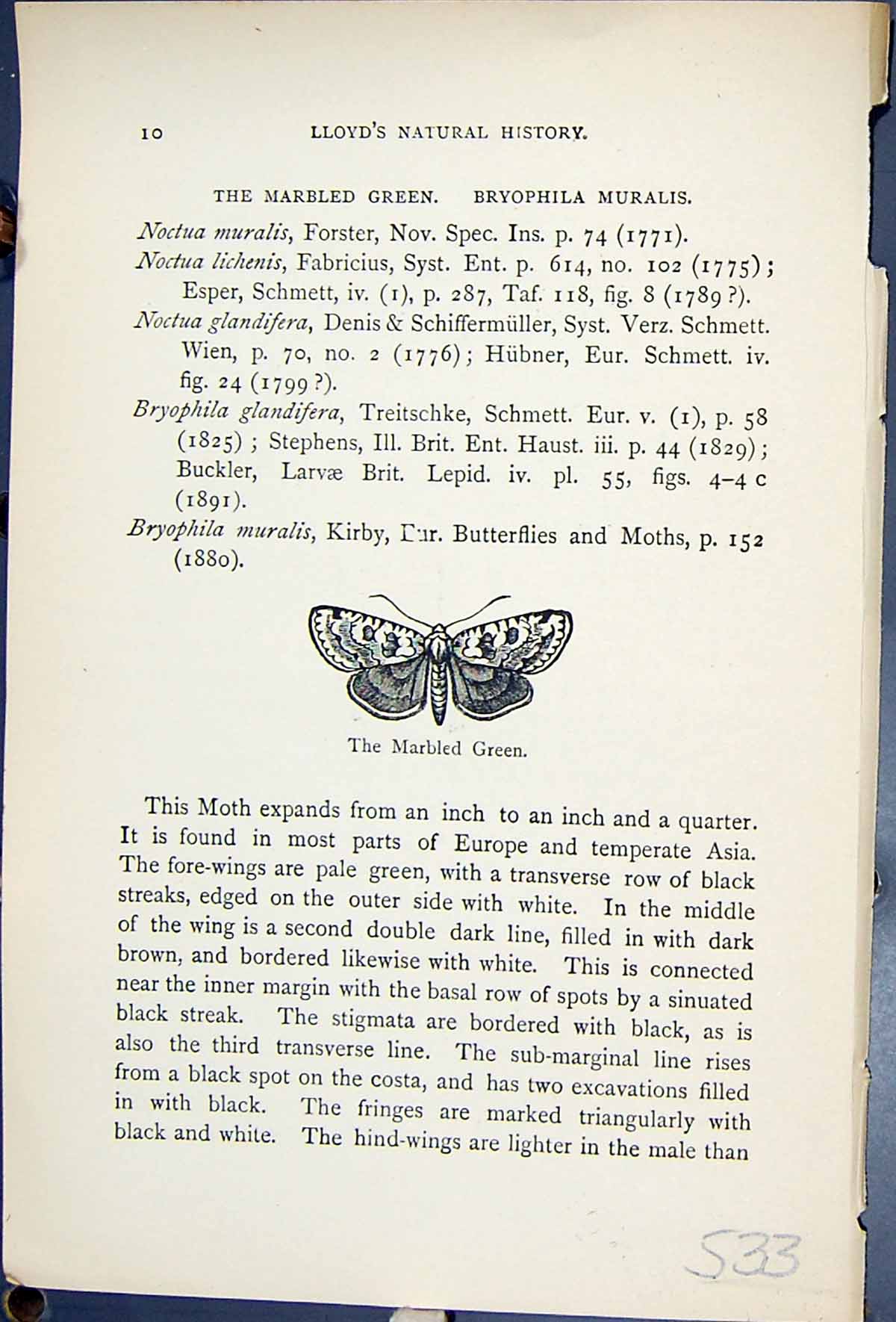 Antique Print Marbled Green Bryophila Muralis Butterflies 1896 Lloyd Kirby 19th