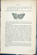 Antique Old Print Butterflies 1896 Lloyd Kirby Bombycia Poplar Lute-String 19th