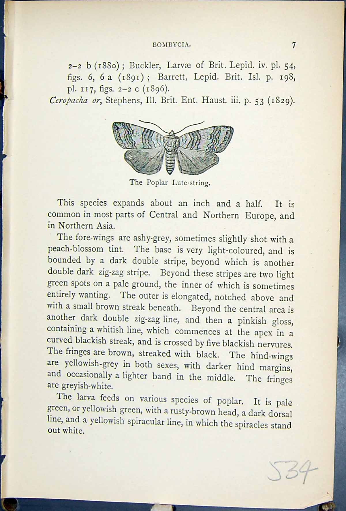 Antique Old Print Butterflies 1896 Lloyd Kirby Bombycia Poplar Lute-String 19th