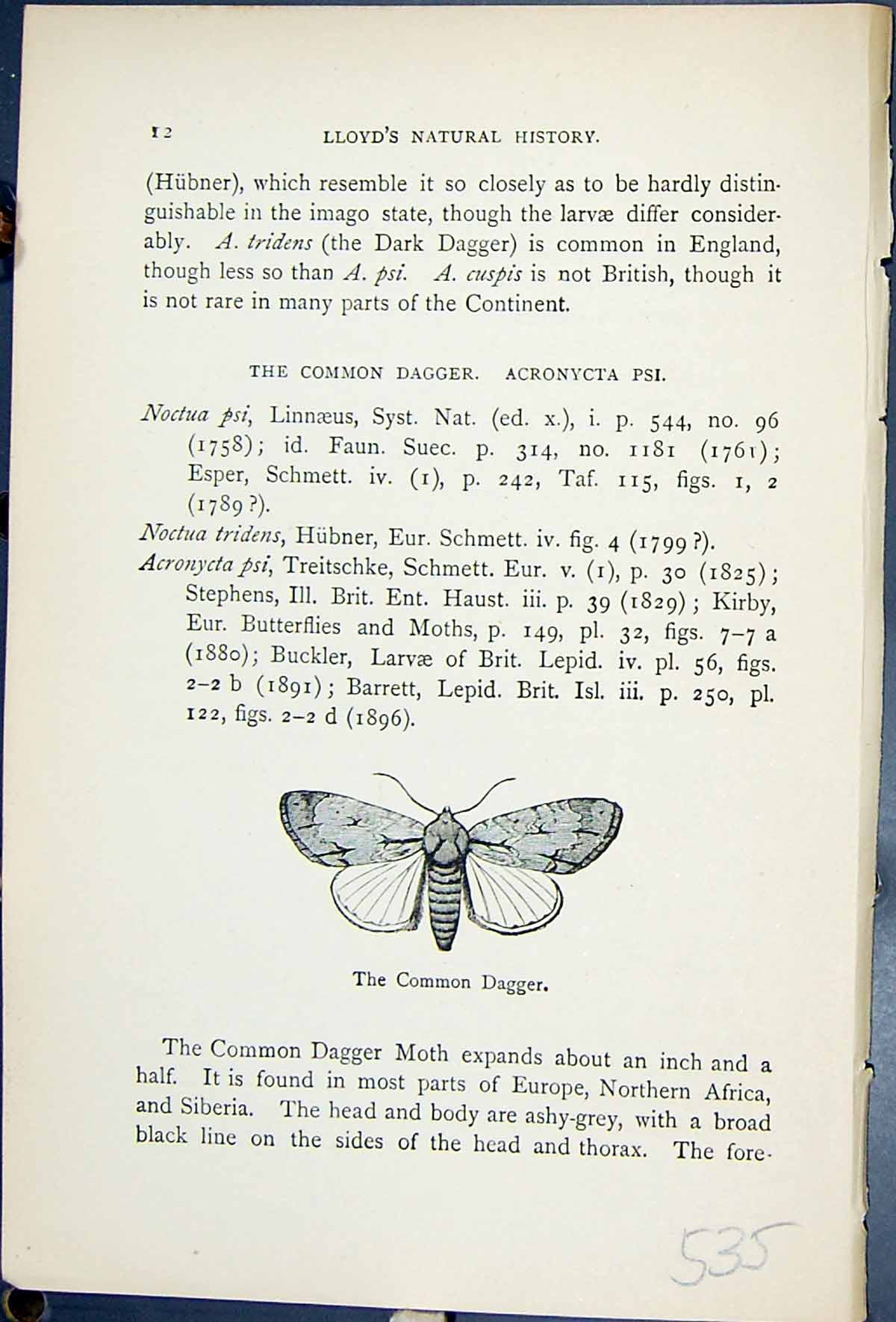 Antique Old Print Common Dagger Acronycta Psi Butterflies 1896 Lloyd Kirby 19th