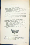 Antique Old Print Butterflies 1896 Lloyd Kirby Smoky Wainscot Leucania Impura