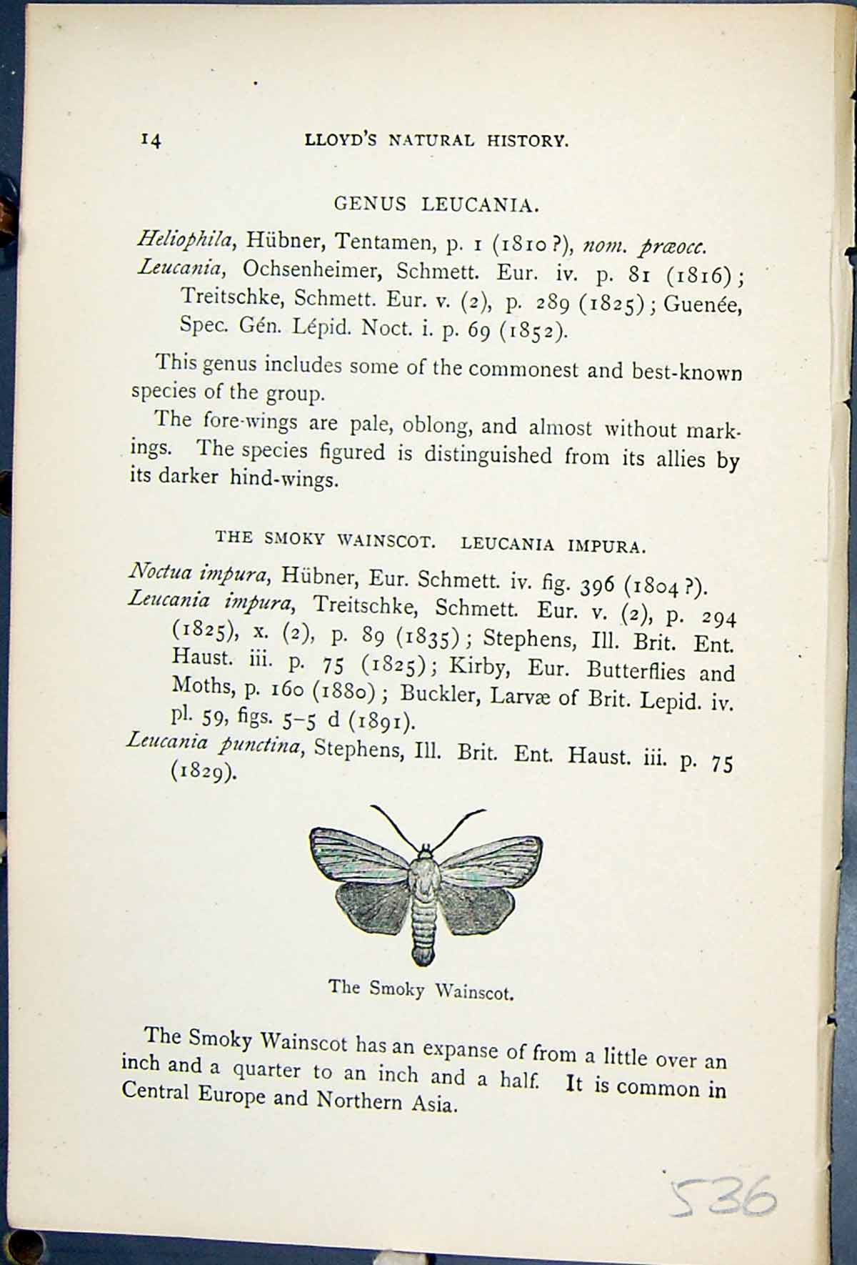 Antique Old Print Butterflies 1896 Lloyd Kirby Smoky Wainscot Leucania Impura