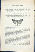 Antique Old Print White Dot Hyphilara Albipuncta Butterflies 1896 Lloyd Kirby