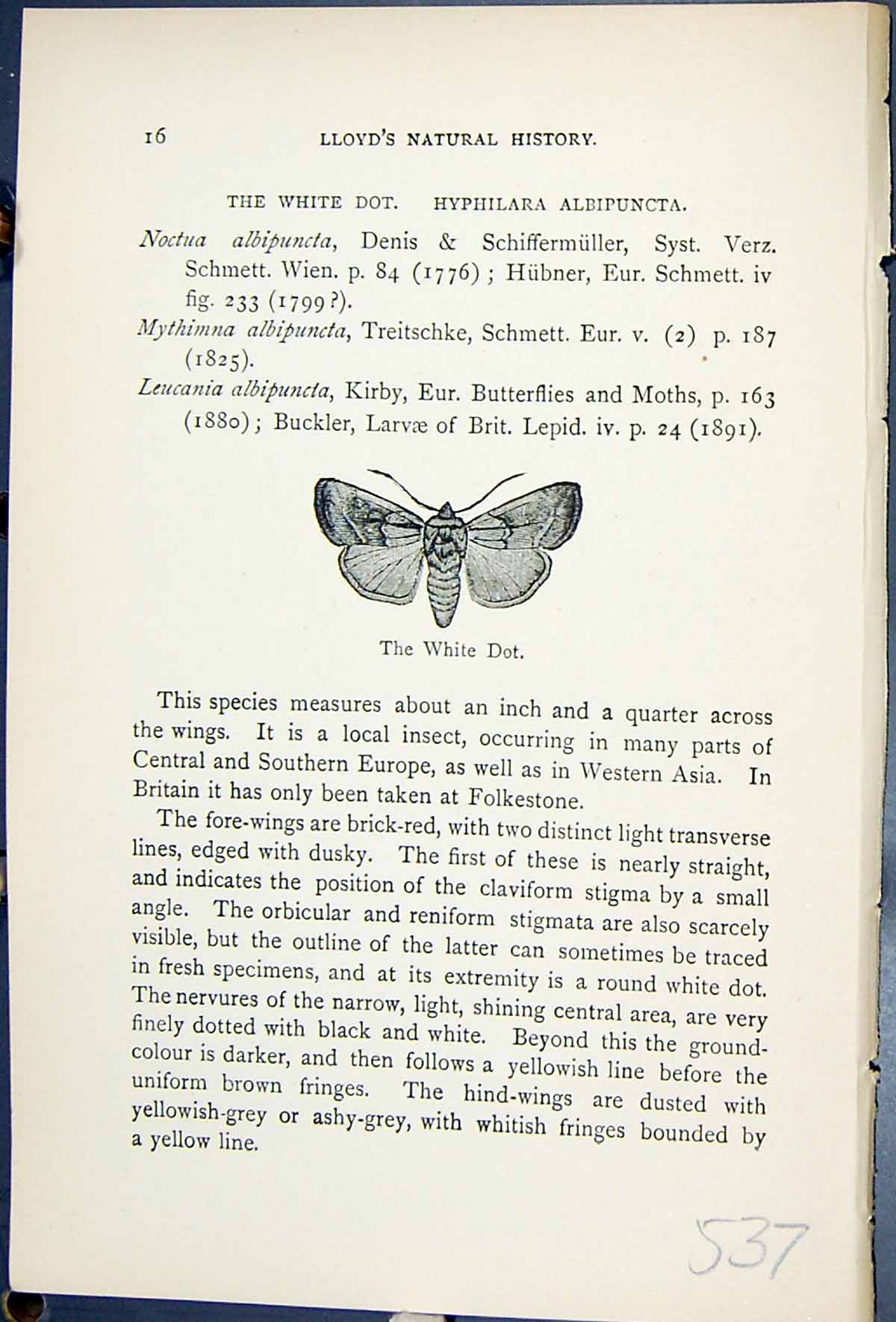 Antique Old Print White Dot Hyphilara Albipuncta Butterflies 1896 Lloyd Kirby