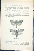 Antique Old Print Reed Moth Nonagria Arundinis Butterflies 1896 Lloyd Kirby