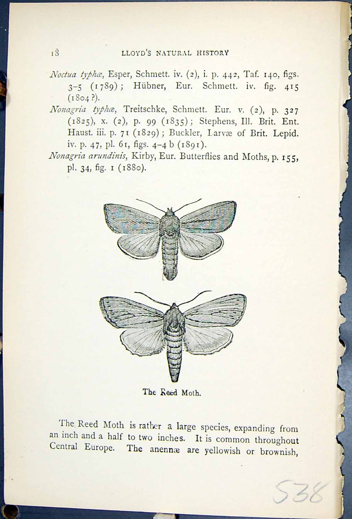 Antique Old Print Reed Moth Nonagria Arundinis Butterflies 1896 Lloyd Kirby