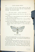 Antique Old Print Light Arches Xylena Lithoxylea Butterflies 1896 Lloyd Kirby