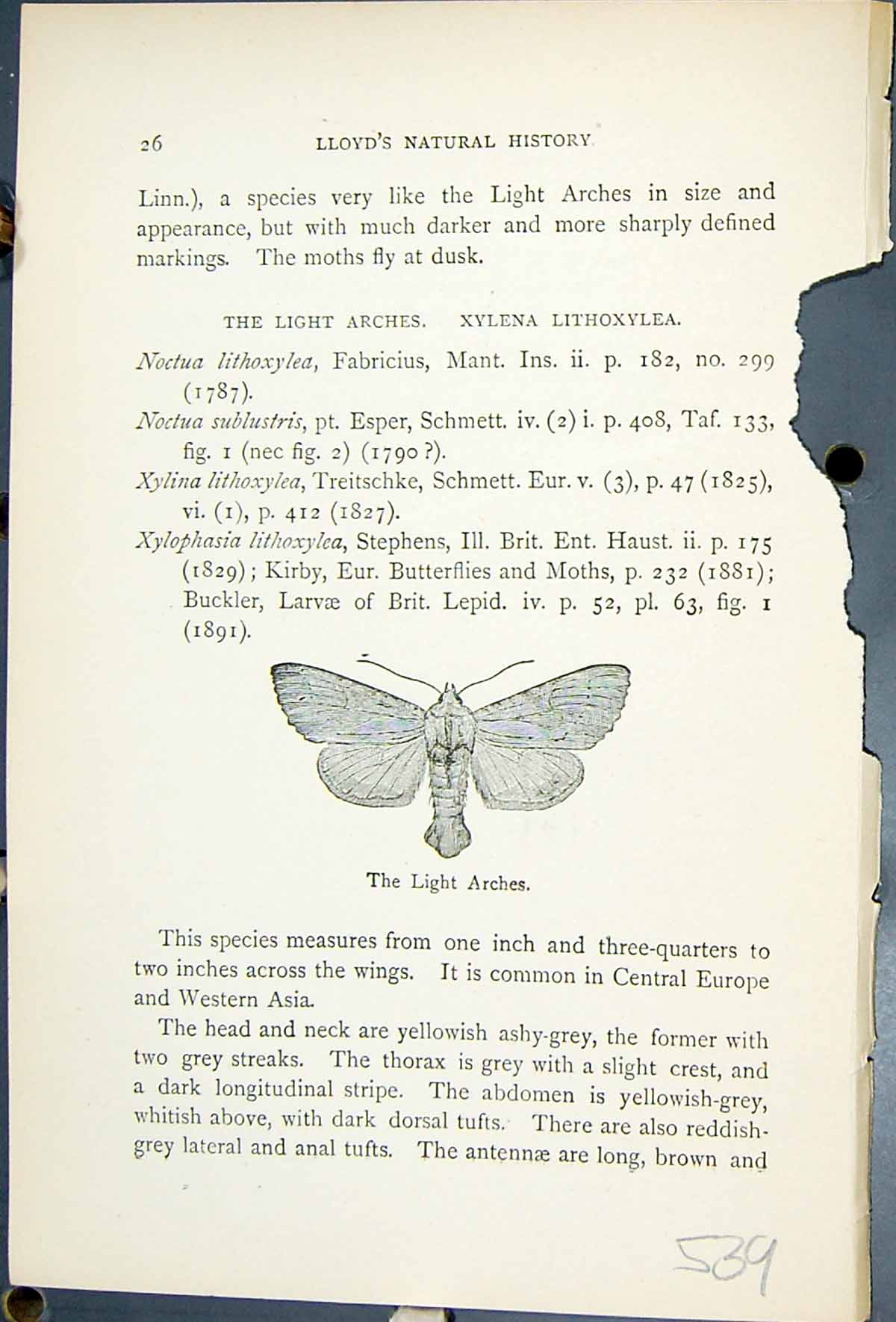 Antique Old Print Light Arches Xylena Lithoxylea Butterflies 1896 Lloyd Kirby