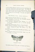 Old Print Bordered Gothic Neuria Reticulata Butterflies 1896 Lloyd Kirby 19th