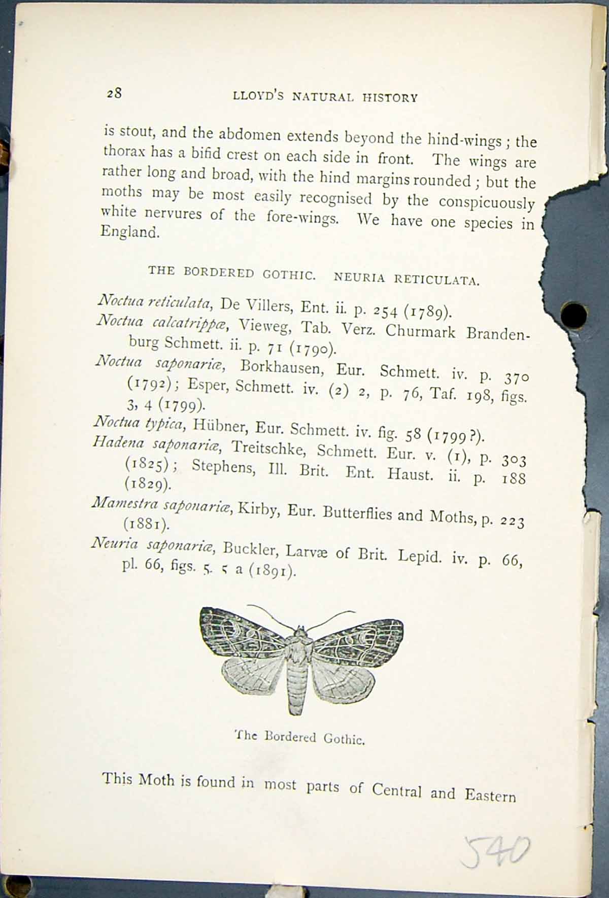Old Print Bordered Gothic Neuria Reticulata Butterflies 1896 Lloyd Kirby 19th