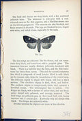 Original Old Antique Print Dot Head Thorax Wings Butterflies 1896 Lloyd Kirby