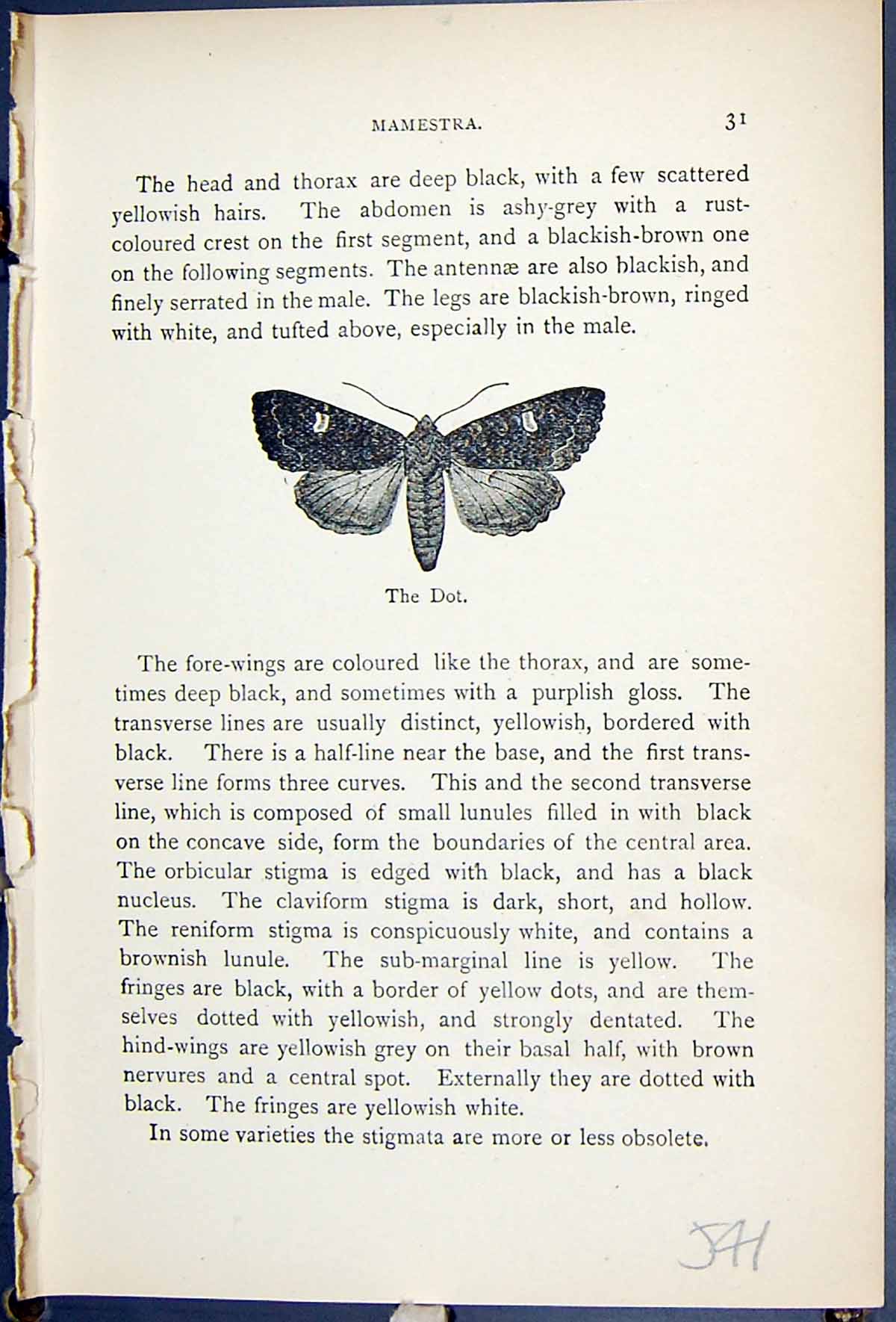 Original Old Antique Print Dot Head Thorax Wings Butterflies 1896 Lloyd Kirby
