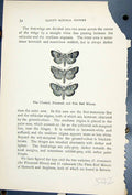 Antique Print Butterflies 1896 Lloyd Kirby Cloaked Flounced Pale Red Minors