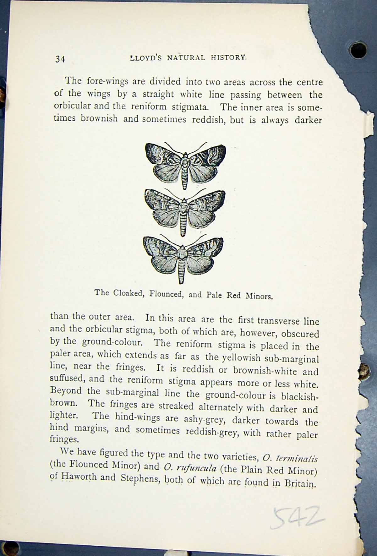 Antique Print Butterflies 1896 Lloyd Kirby Cloaked Flounced Pale Red Minors