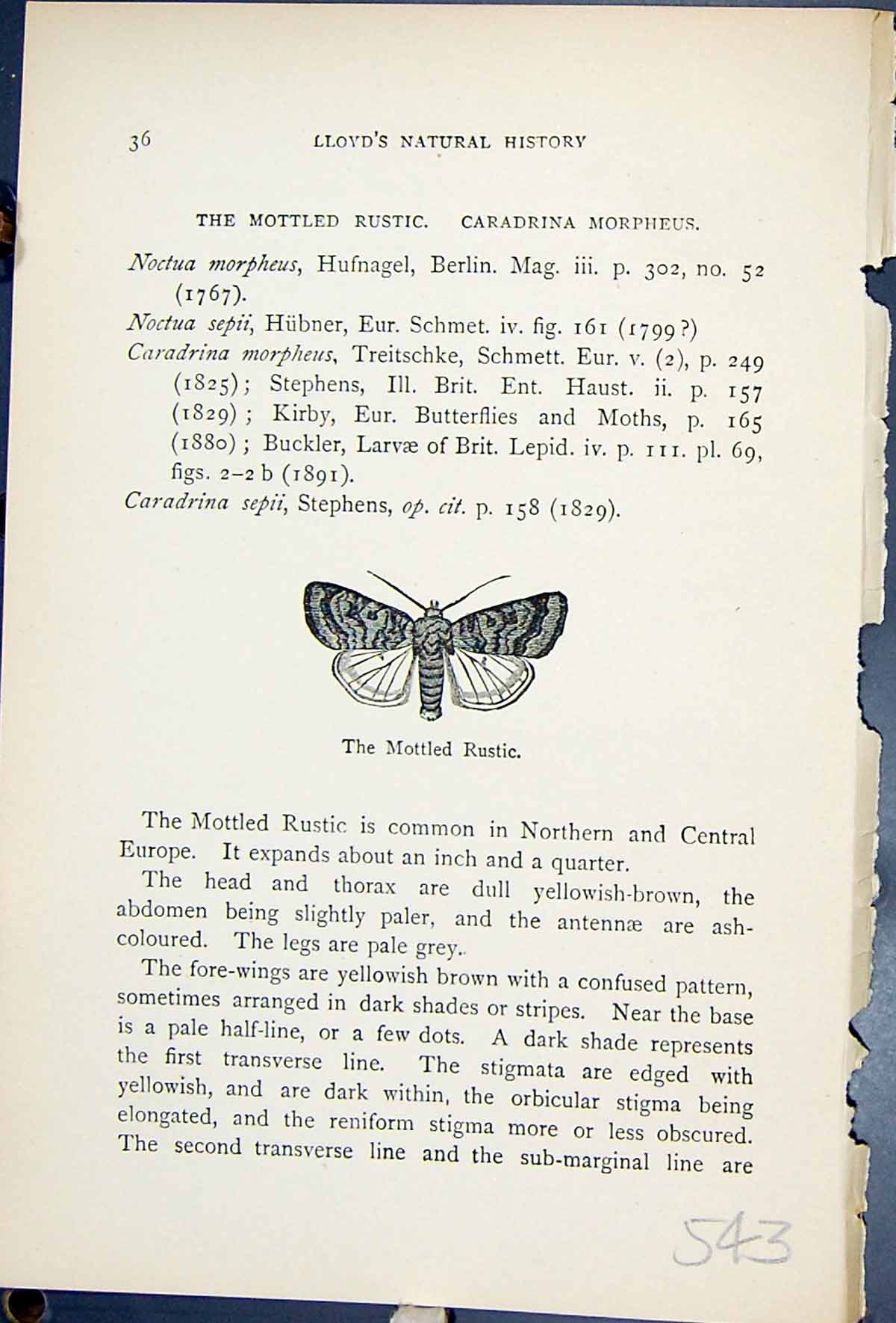 Old Print Mottled Rustic Caradrina Morpheus Butterflies 1896 Lloyd Kirby 19th