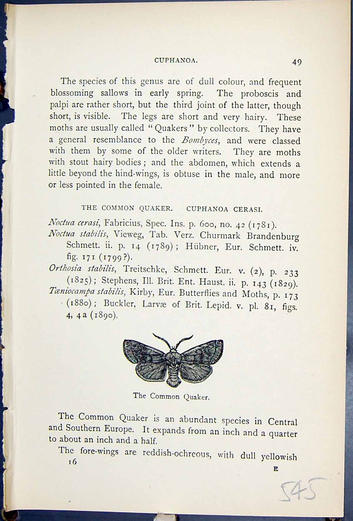 Antique Old Print Common Quaker Cuphanoa Cerasi Butterflies 1896 Lloyd Kirby