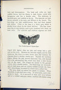 Old Antique Print Double Spotted Square Spot Butterflies 1896 Lloyd Kirby 19th