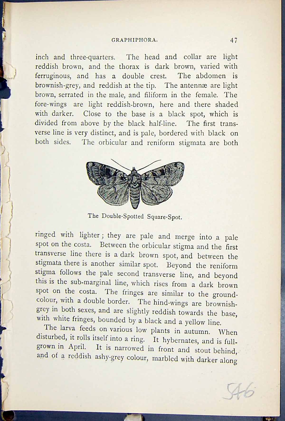 Old Antique Print Double Spotted Square Spot Butterflies 1896 Lloyd Kirby 19th