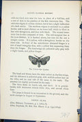 Old Yellow Line Quaker Orthosia Macilenta Butterflies 1896 Lloyd Kirb Victorian