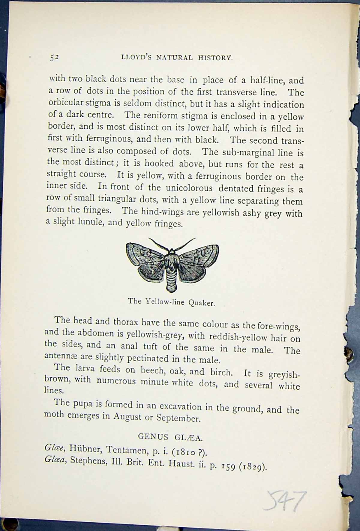 Old Yellow Line Quaker Orthosia Macilenta Butterflies 1896 Lloyd Kirb Victorian